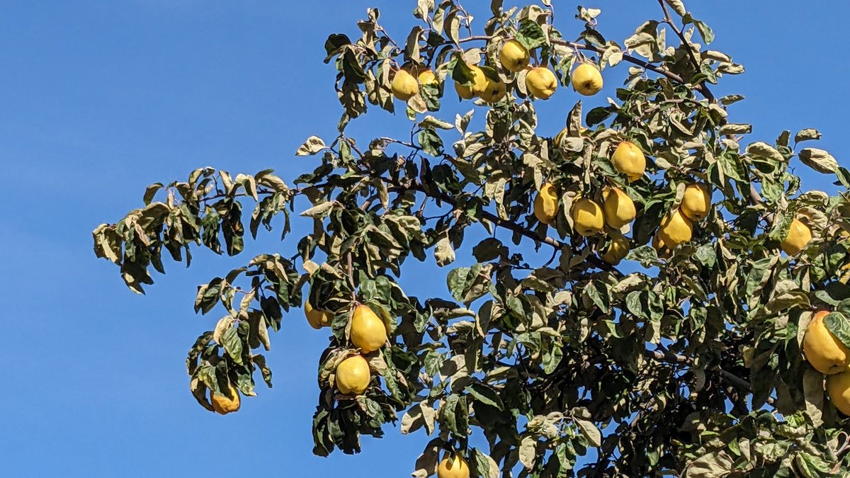 The biggest #Quince #tree I have ever seen in #Copenhagen #Denmark