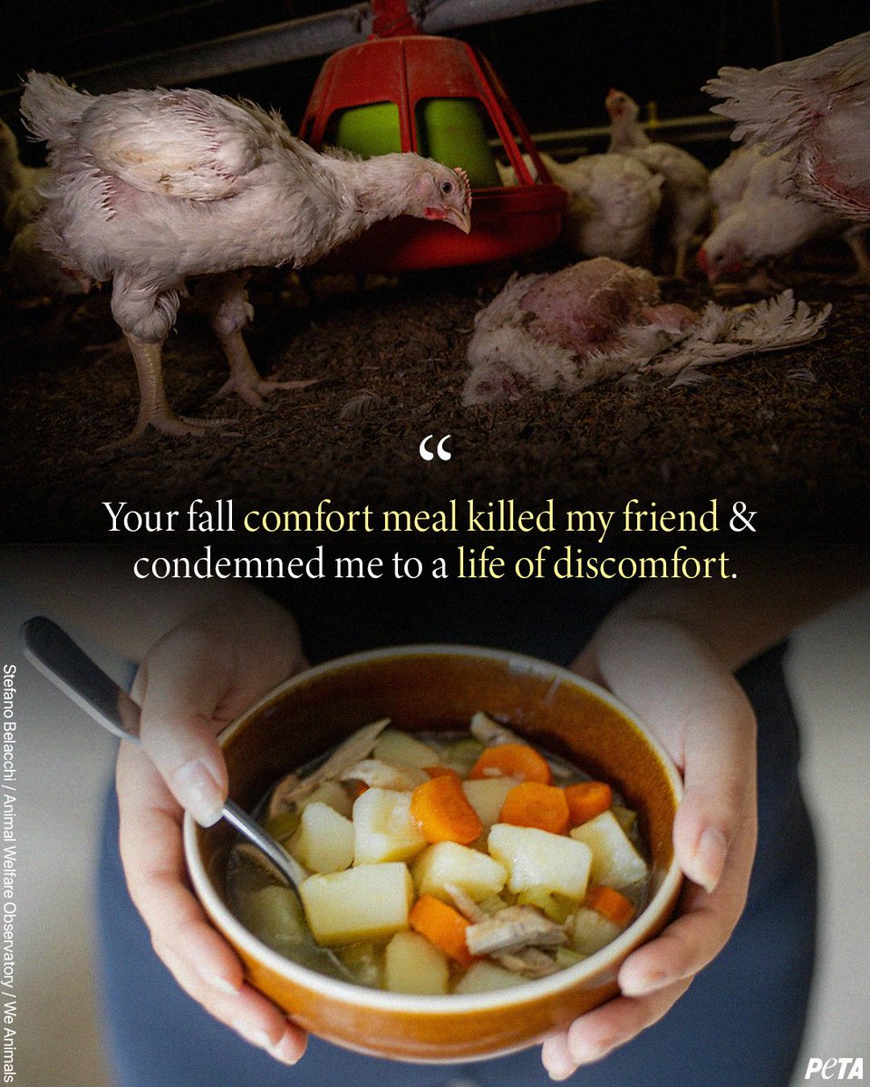 Don't be selfish this soup season, leave animals OUT of your bowl 🍜