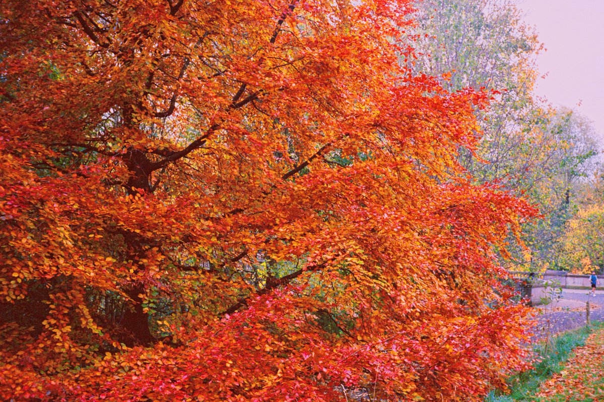 Rhys Robert Harper tweet media