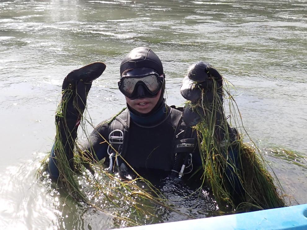 SEMalacology's tweet photo. El Gobierno de Aragón ha intensificado sus esfuerzos para recuperar la margaritona. En una reciente prospección subacuática en el tramo aragonés del Ebro, se localizaron cuatro nuevos ejemplares adultos vivos en la zona de Boquiñeni, que se suman a los hallados en 2024. https://t.co/cxgTPyqtH1