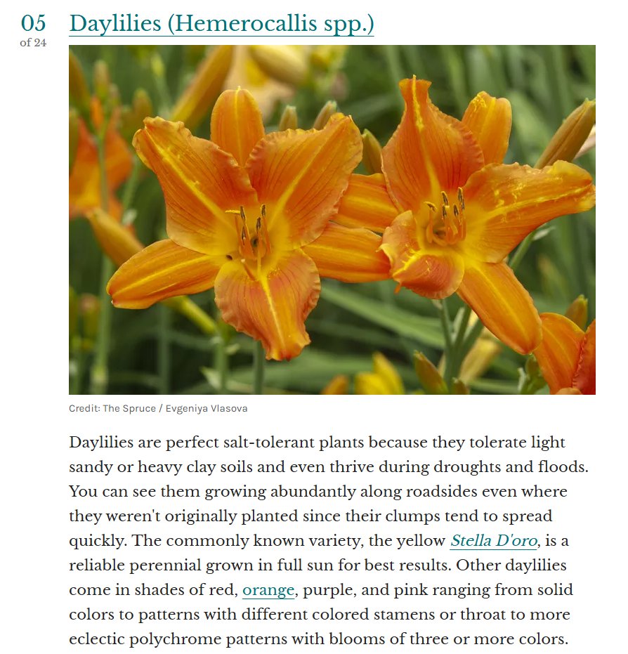 n0xxie's tweet image. so... i have this idea #silentfaelily #eldersaltlily