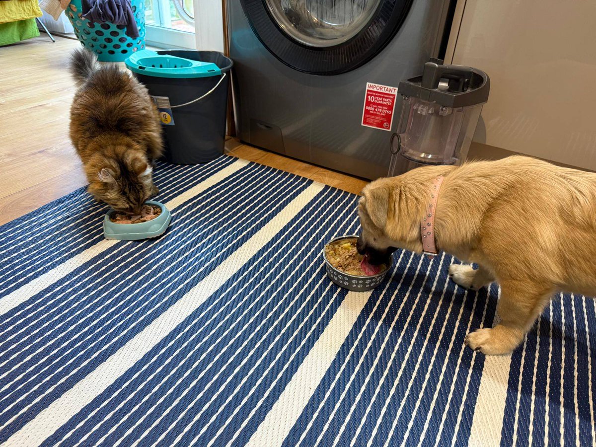 Pawprints2F's tweet photo. Bristol 🐾

6 month old Bambi has done well in foster, though still isn't keen being alone so needs someone home mostly!
She is working on her confidence during walks, and is a bit shy at times!
She can live with dogs, cats and kids 8+

Apply: https://t.co/UKATK6Nz6w https://t.co/FuyHLPXavL
