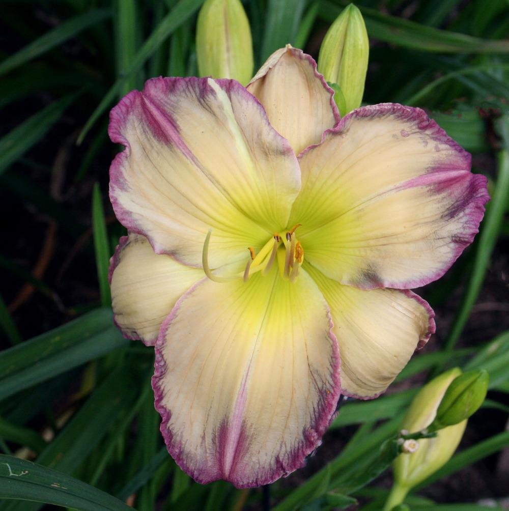 n0xxie's tweet image. so... i have this idea #silentfaelily #eldersaltlily