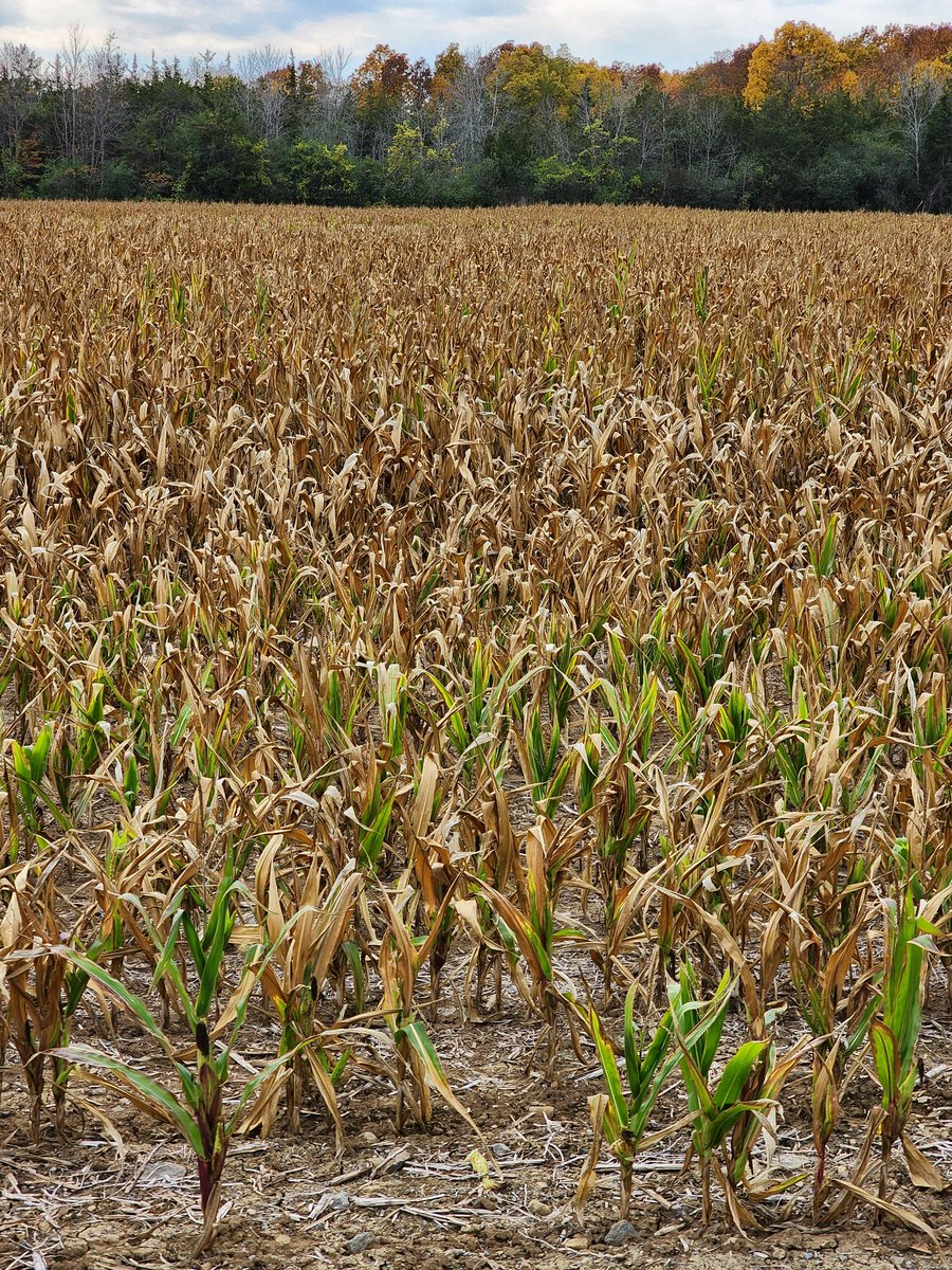 Drought continues, corn going backwards, sitting at 1/2 milk line for 2 weeks now &amp; not progressing. Seems like there isn't enough energy left in it to keep it's stature. Stalks are real rubbery now, extreme droughted pockets have basically given up and dropped ears. <a href="/WheatPete/">Peter Johnson</a>