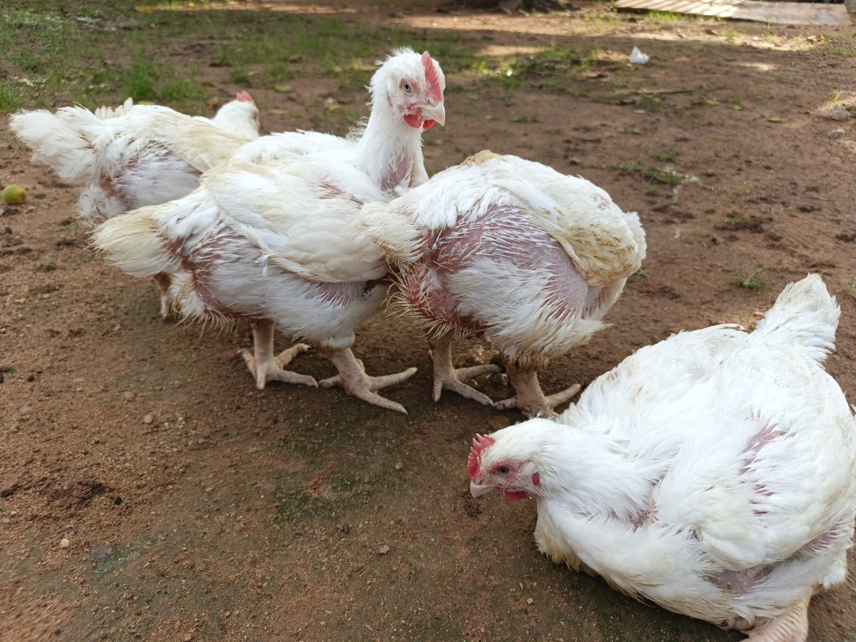 See ehn, if your chicken no dey Mina’s Kitchen side, abeg no near am! 😅
We keep it fresh, clean, and sharp-sharp delivery. No stories, no drama.

One chicken: ₦7,000 only.
Na freshness your pot go thank you for. 🍲

📞 Call/Text: 07042624968
👉 To  Order now