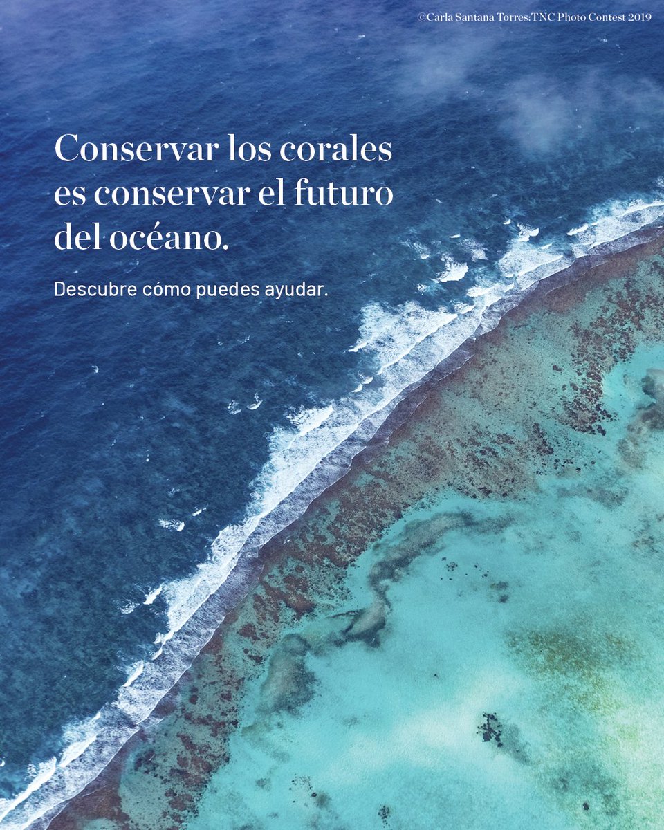 🪸🌊 El Arrecife Mesoamericano es la segunda barrera de coral más grande del mundo, que protege la costa y alberga vida. Hoy enfrenta amenazas cada vez mayores.
Tú puedes ser parte de las soluciones que están regenerando nuestros mares.  Infórmate, comparte y ¡manos a la obra!