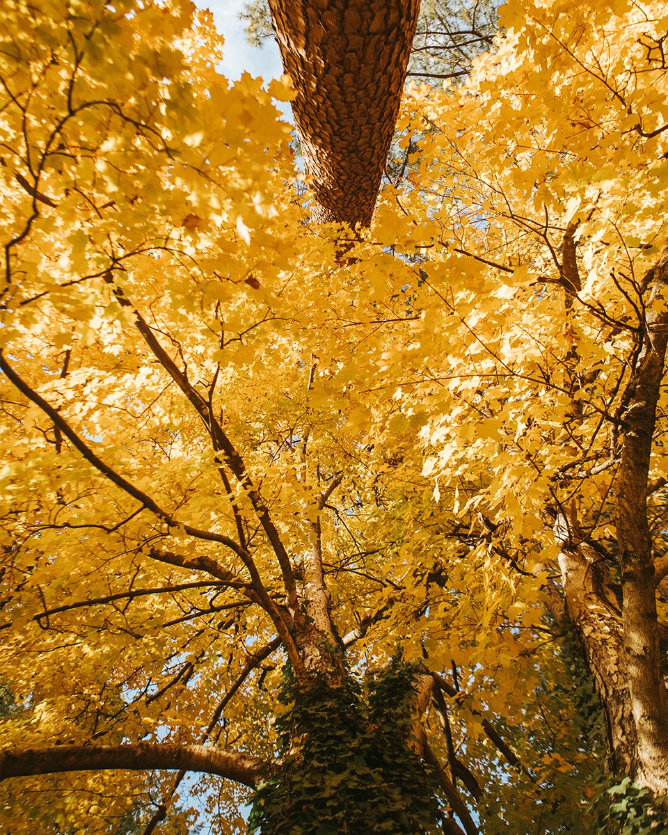 We love Fall most of all! 🍁 (photo by Blake McCollum)