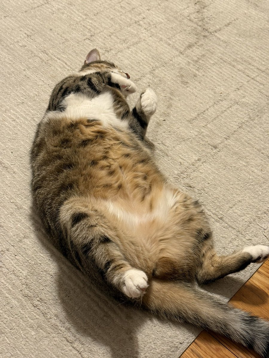 Benim kedim tavşan olabilir arkadaşlar nasıl uyuyo baksanıza LDMSMSMSNSAKDNAMSM