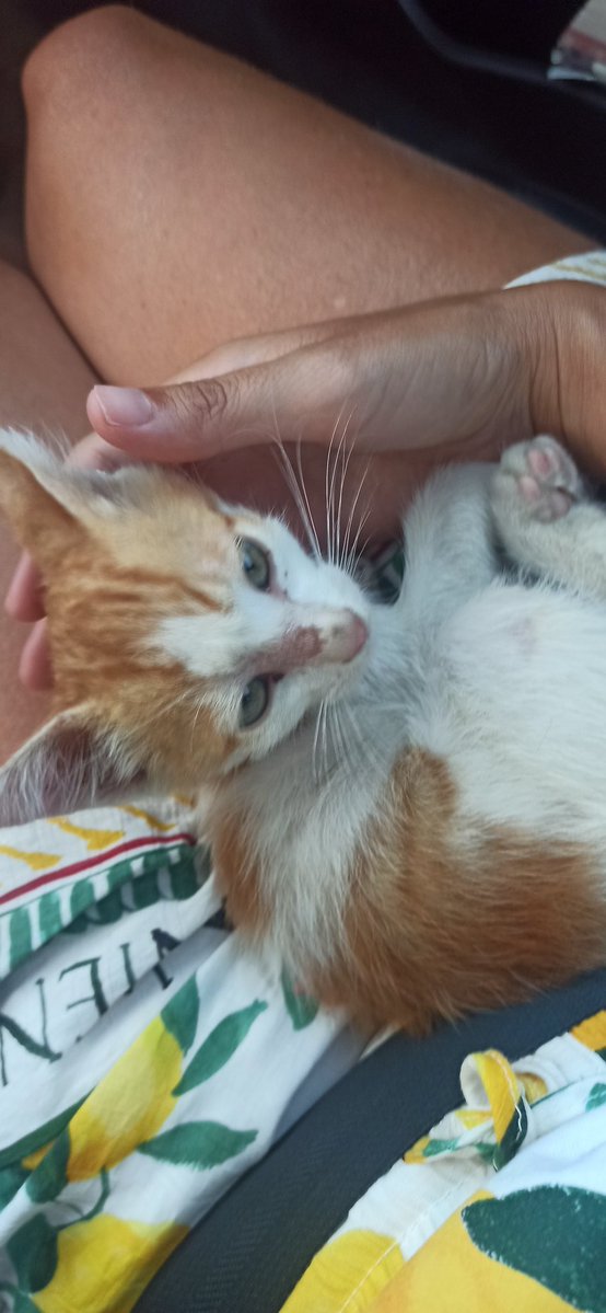LawraProut's tweet image. J&apos;ai ramassé ce petit truc au bord d&apos;une route en Tunisie, pas de maman, il me suivait en criant, je l&apos;ai emmené dans une asso. Ils font des adoptions internationales, est-ce que quelqu&apos;un veut adopter Pamplemousse ? (on m&apos;a demandé de le baptiser, j&apos;ai paniqué)