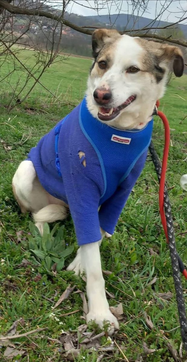 Pawprints2F's tweet photo. It breaks our heart when a dog goes from the first picture.. to the second picture.
This is Lynn.. she’s too scared to come out of her kennels 😔
She’s depressed, scared and has completely lost her spark.
Please, is there a home who will help Lynn?

Apply: https://t.co/UKATK6Nz6w https://t.co/zl3dlABHvZ