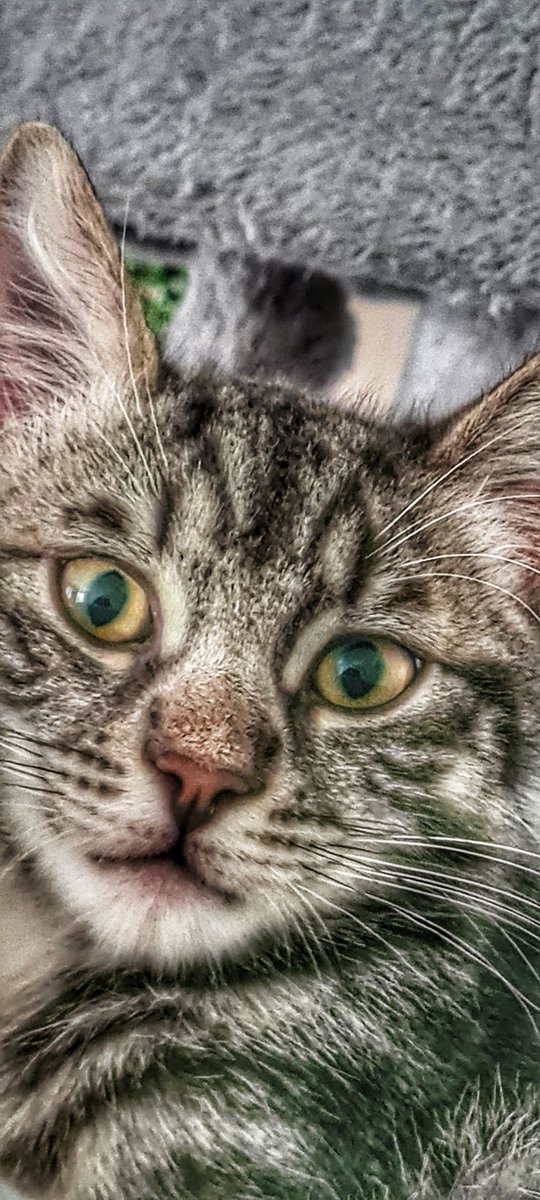 TheBossnME's tweet image. Crackin&apos; day out with my eldest daughter, the mini muffin who&apos;s starting to talk already, dad, doggo, and the newbie 🐈‍⬛

#familyfuntime