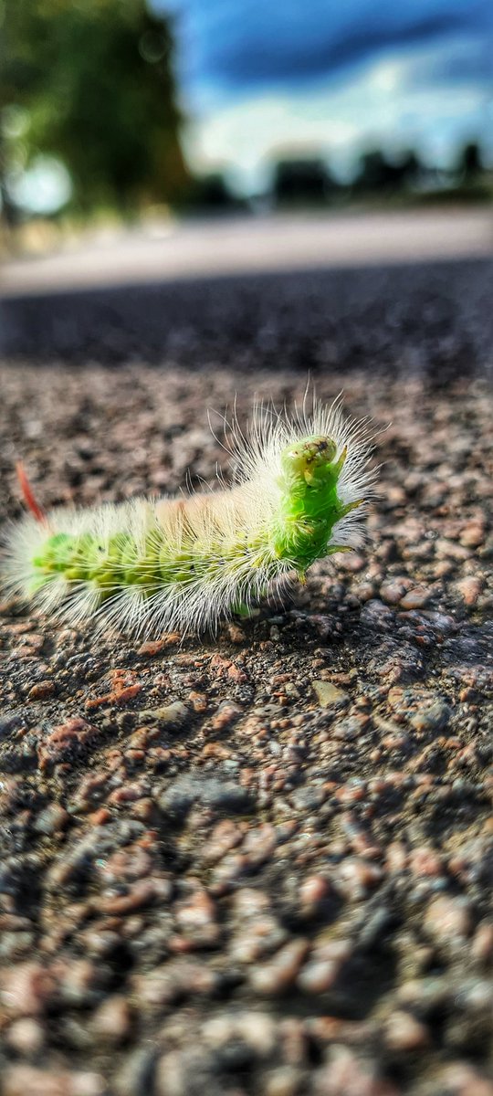 TheBossnME's tweet image. Crackin&apos; day out with my eldest daughter, the mini muffin who&apos;s starting to talk already, dad, doggo, and the newbie 🐈‍⬛

#familyfuntime