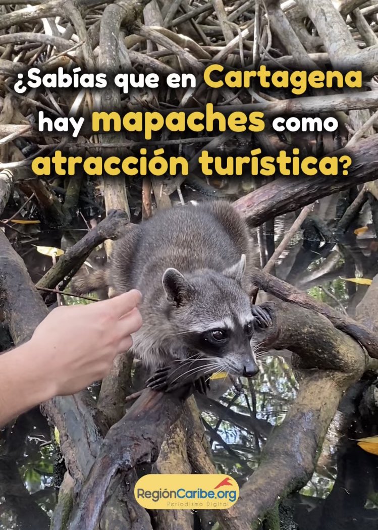 En 2018, la Escuela Naval y Cardique liberaron 33 ejemplares en la Reserva de Manglar Cacique Dulio, en #Barú 🌿.

Hoy los turistas llegan en lancha para recorrer los manglares y observarlos.

Un #turismo responsable para mantener vivo el ecosistema ✨.
#cartagena #diadelturismo