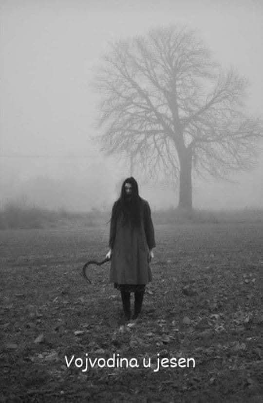 novosadskaprica's tweet image. flashback na momenat kad sam bila u Sremu i pitala svekrvu da li ima srp sa namerom da rekreiram ovu fotku, a ona me pitala da li treba i čekić 🫡