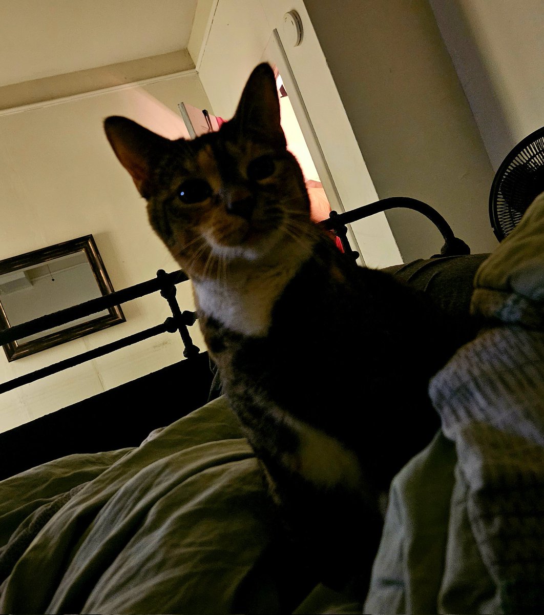 AnthonyLozupone's tweet photo. #catTweet https://t.co/B5MKpWz9t9