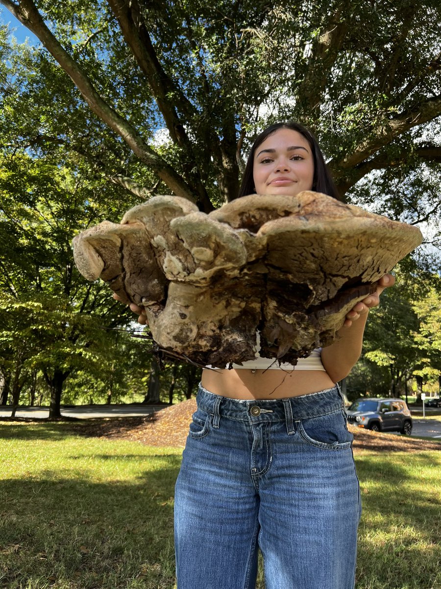 My daughter found this huge fungi 

I have hiked many mountains 

And I have never 🤯 

Nature 🍄‍🟫