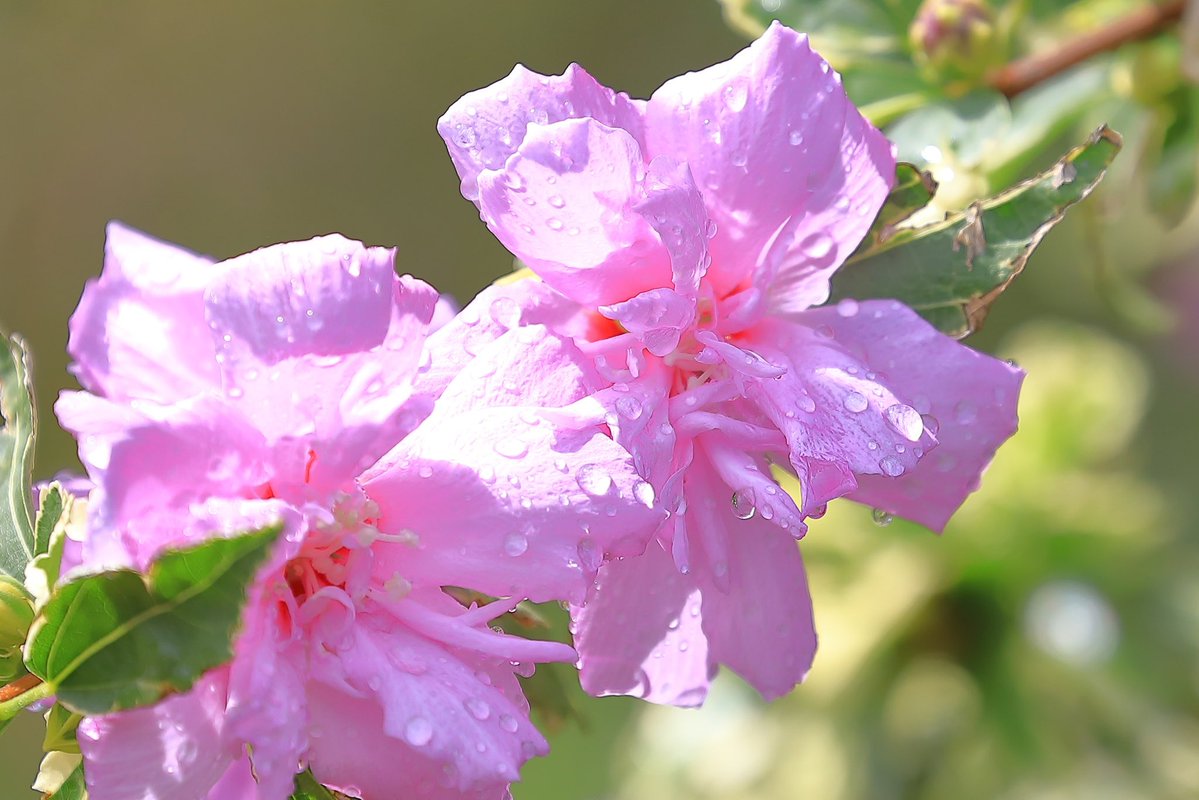 FortuneLook's tweet image. ムクゲ🌸半八重咲きの💫ピンク色が美しい花✨素敵ですね☺️
    #花好きな人と繋がりたい  #花が好きな人と繋がりたい #キリトリセカイ 
#写真好きの人と繋がりたい