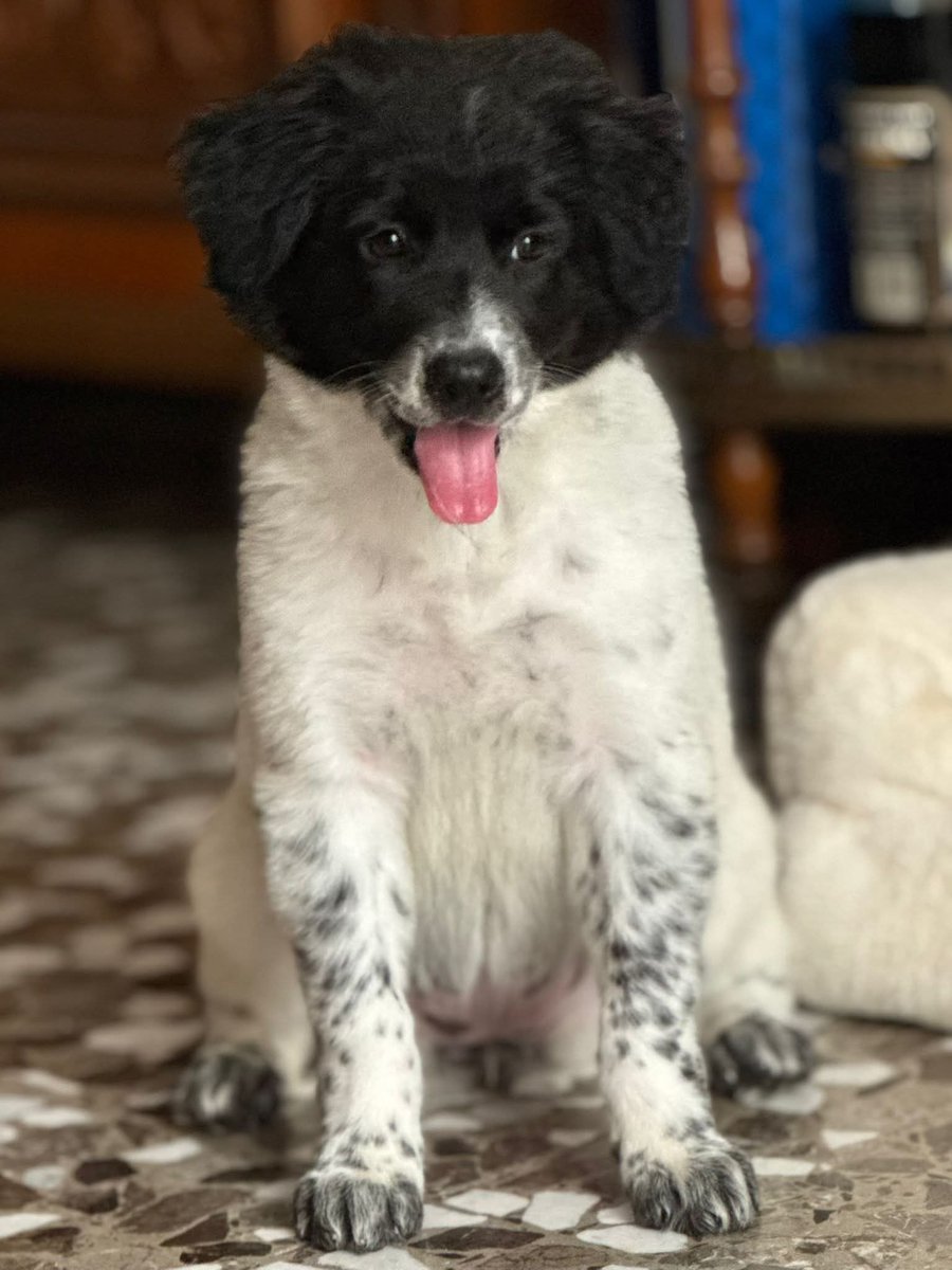 Ricevo,🤩Una bambolina stupenda 🤩

Mèlonie cerca ancora casa.
Un mix di cazzutaggine e dolcezza, di capoccia dura e di tenerezza. Un mese e mezzo, futura taglia media, si trova a Bari e si affida vaccinata e chippata, con obbligo di sterilizzazione.
Info 3488621266