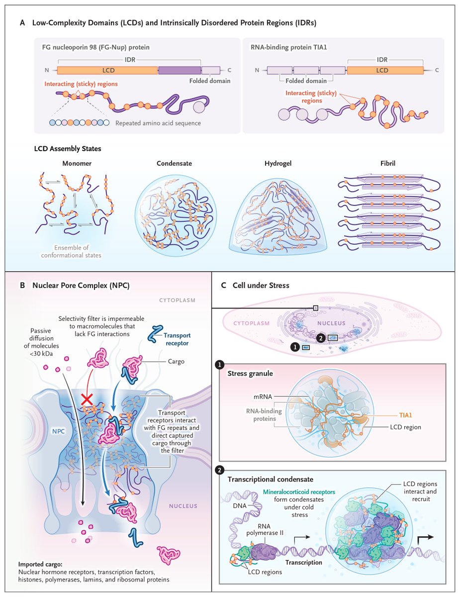 Drs. Dirk Görlich and Steven McKnight have won the 2025 Albert Lasker Award for Basic Medical Research for showing that low-complexity domains of proteins lack structure on their own and yet can form assembled states essential to cellular functions.  

Learn more in the Clinical