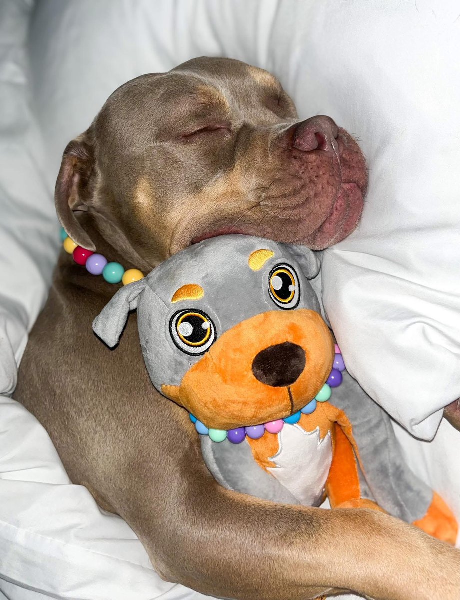 This this Gunner, he loves to cuddle up with his stuffed animal while sleeping