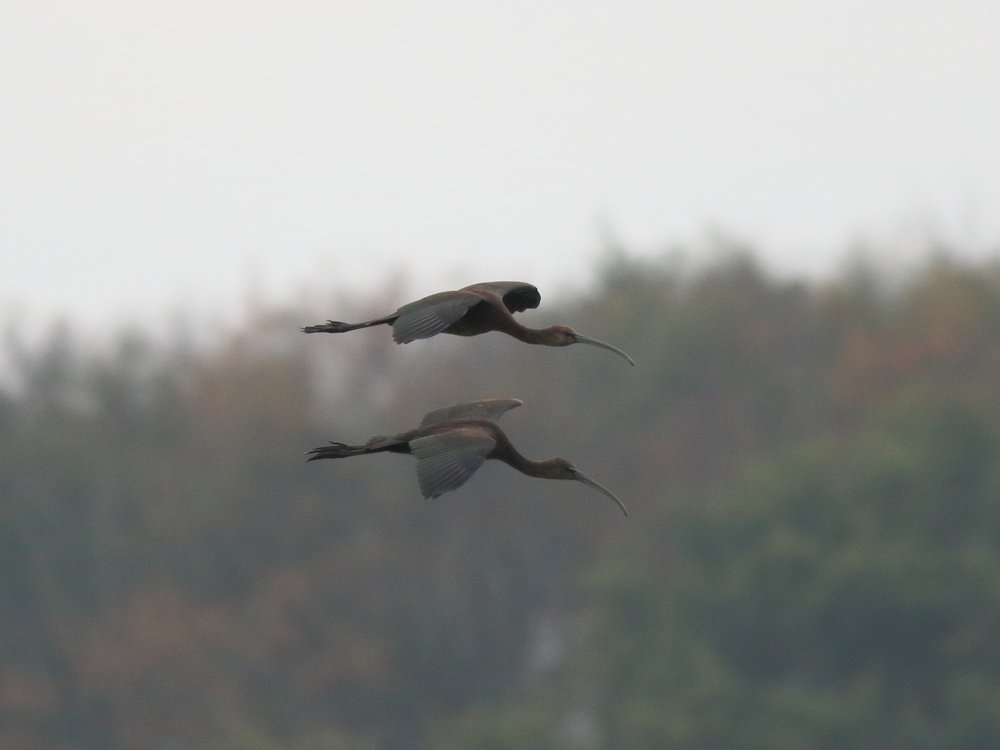 Alan_HP_Notts tweet media