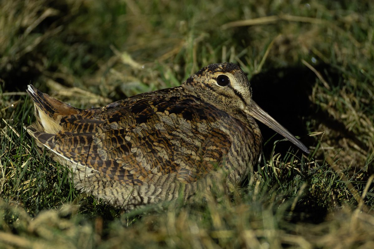 First attempt at an after dark walk looking for snipe and co, rewarded with 1 woodcock, 2 snipe and a barn owl at Gowy Meadows NR <a href="/CheshireWT/">Cheshire Wildlife Trust</a>. Woodcock photo from Jan this year as it was too wet this evening to try! <a href="/CAWOSBirding/">Cheshire & Wirral Ornithological Society</a>