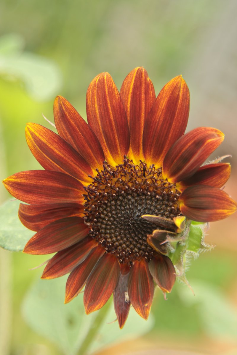 Kenji ๐ธ delivering flowers every day ๐ธ ๐ฆ (@gontanokoneroku) on Twitter photo Sunflower โบ๏ธ
#Photography #HelianthusAnnuus #Sunflower Sunflower โบ๏ธ
#Photography #HelianthusAnnuus #Sunflower