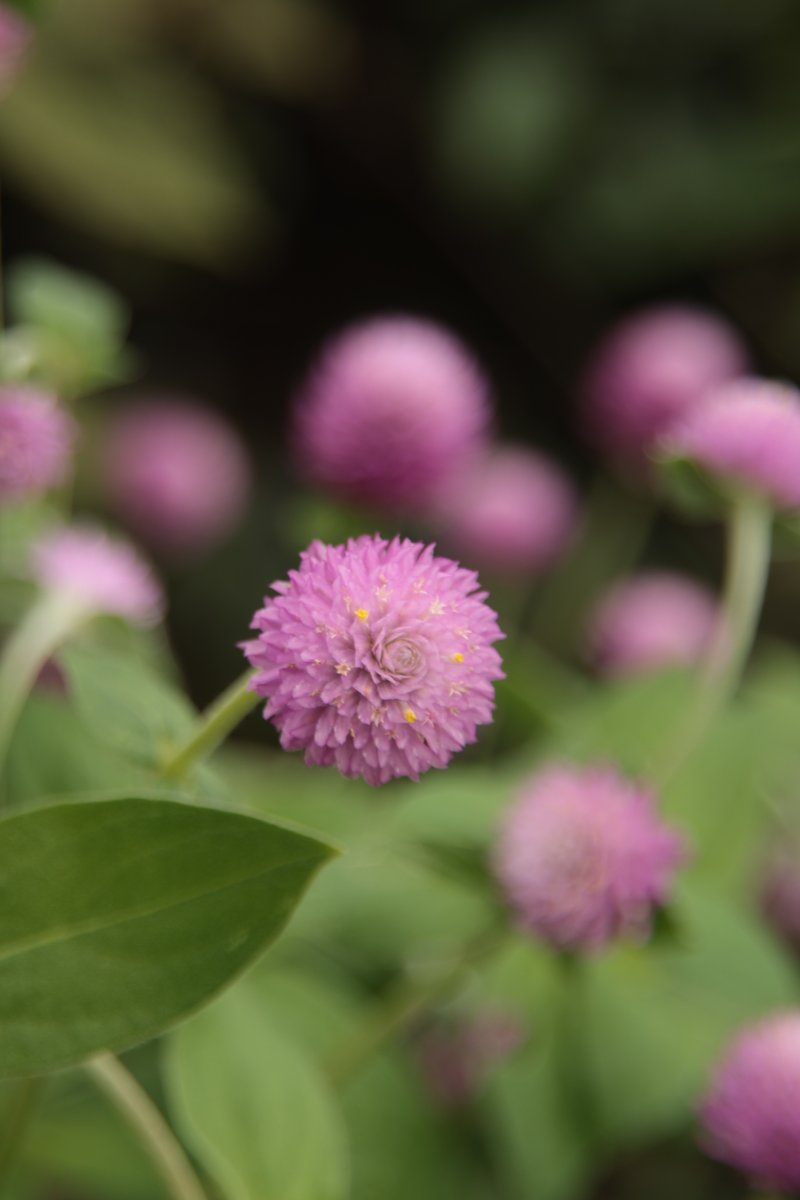 Kenji ๐ธ delivering flowers every day ๐ธ ๐ฆ (@gontanokoneroku) on Twitter photo Globe Amaranth ๐ 
#Photography #GomphrenaGlobosa #GlobeAmaranth Globe Amaranth ๐ 
#Photography #GomphrenaGlobosa #GlobeAmaranth