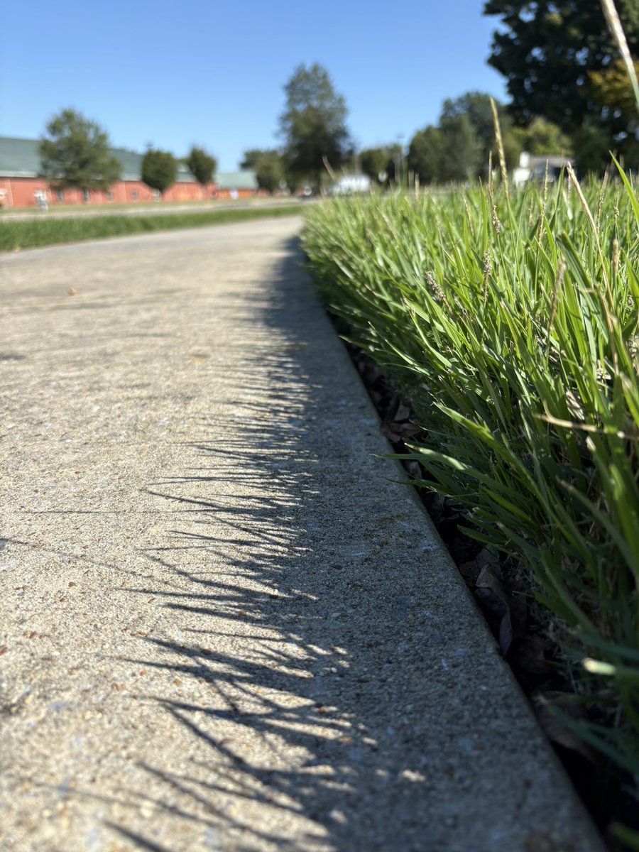 While “Walking in Memphis” it appears that zoysiagrass is also the answer across the river!! Tip my hat to this homeowner!! #zoysia