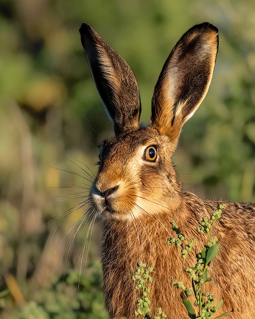 SW_PhotoNature's tweet image. Amber eyes, soaking up the sun…
#hare