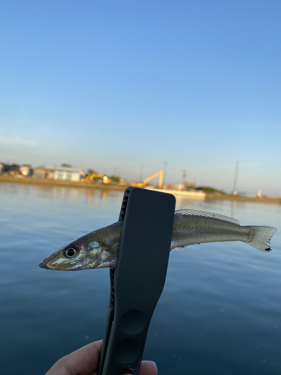 ハゼ釣りに川にきました
