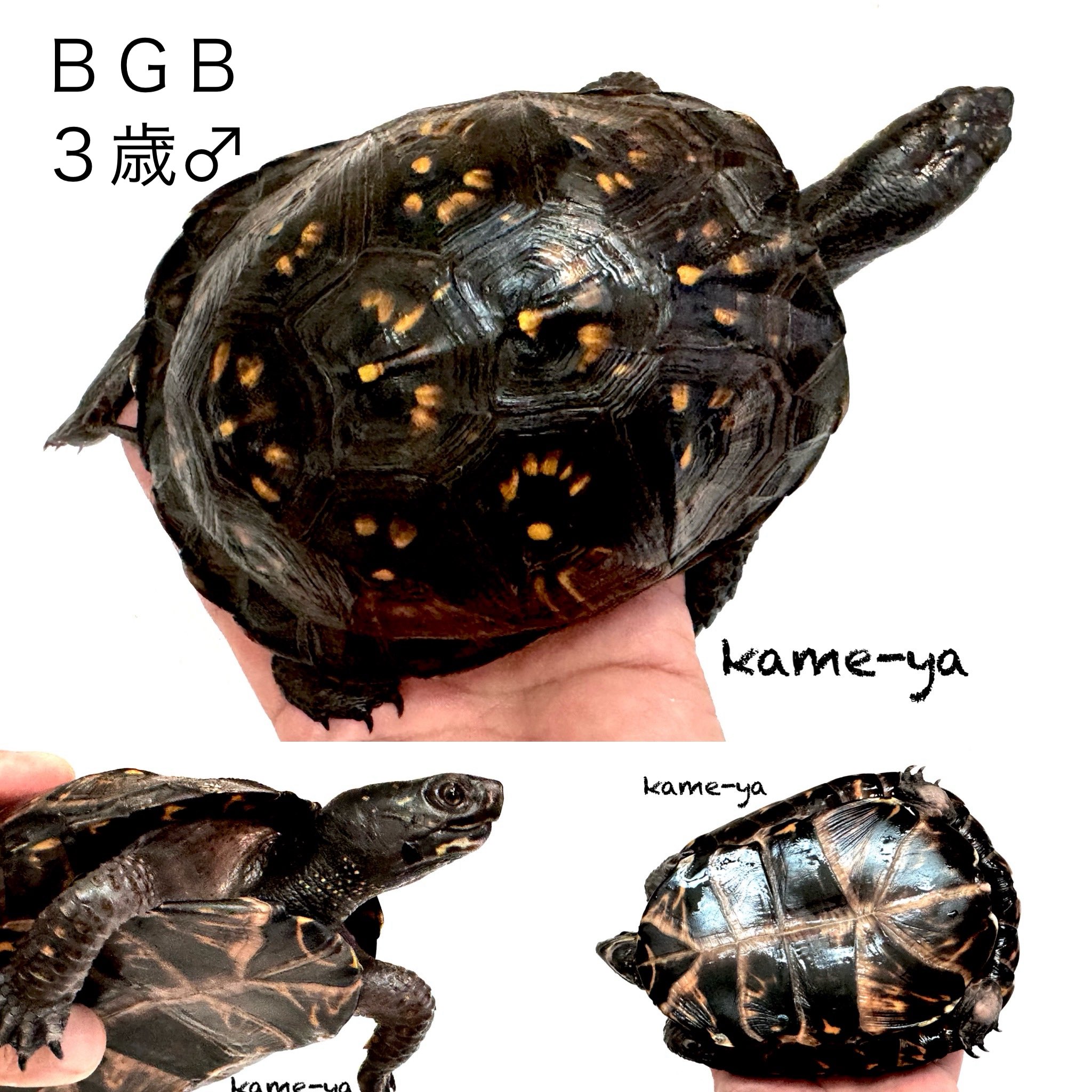 カメちゃん kame-yaナオ (@fenwick555) / X