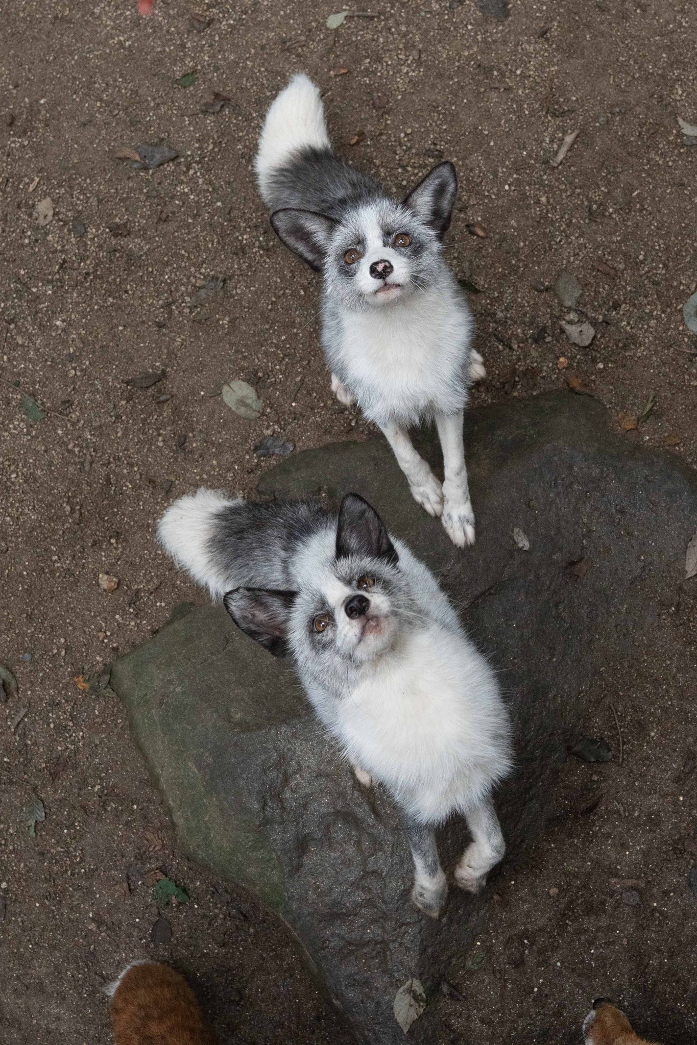 狐童(KODO) 狐童(KODO) Amazon.co.jp: BEST OF KODO - 鼓童: ミュージック