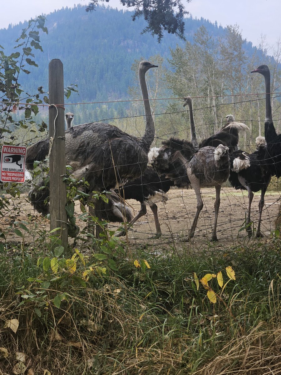 Edgewood, BC come on down. #savetheostriches
