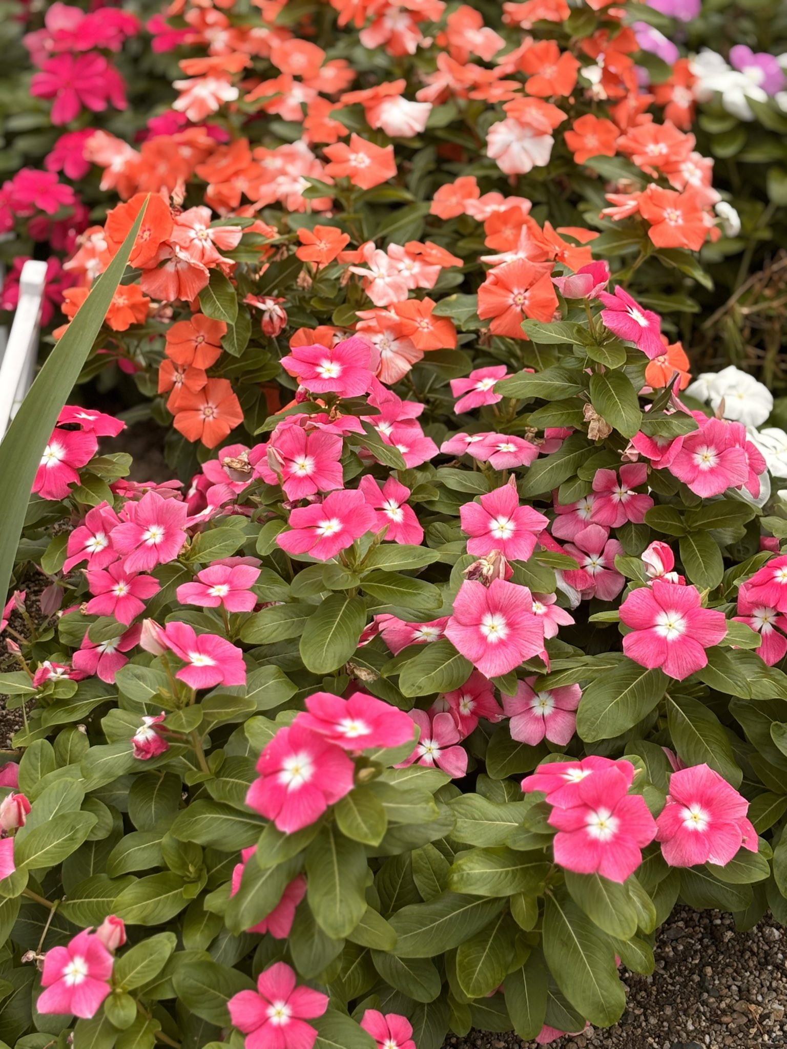 あっちゃんP2」 (@QzA8EnoWk92950) / X