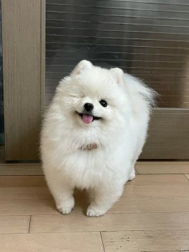 Lisa8945's tweet image. Love is a four-legged word! ❤️