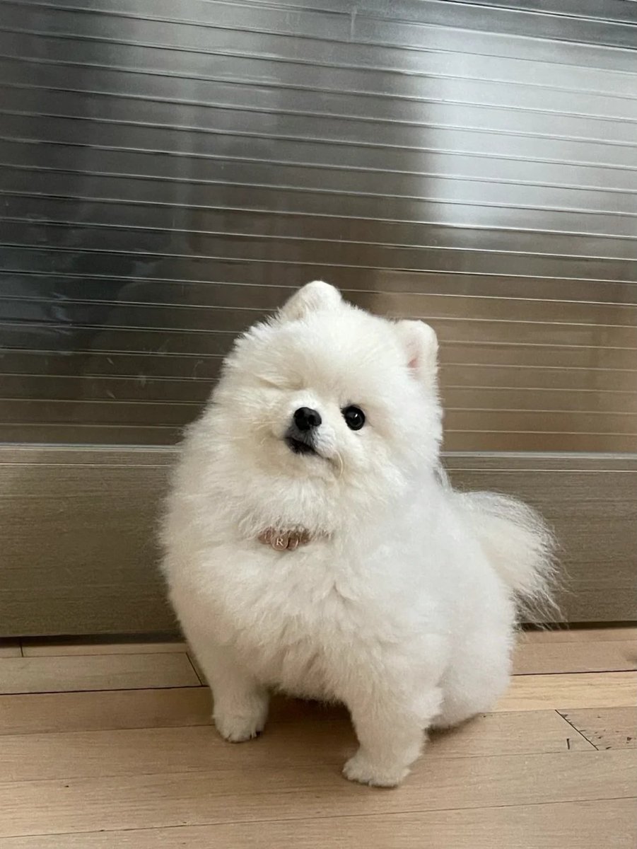 Lisa8945's tweet image. Love is a four-legged word! ❤️