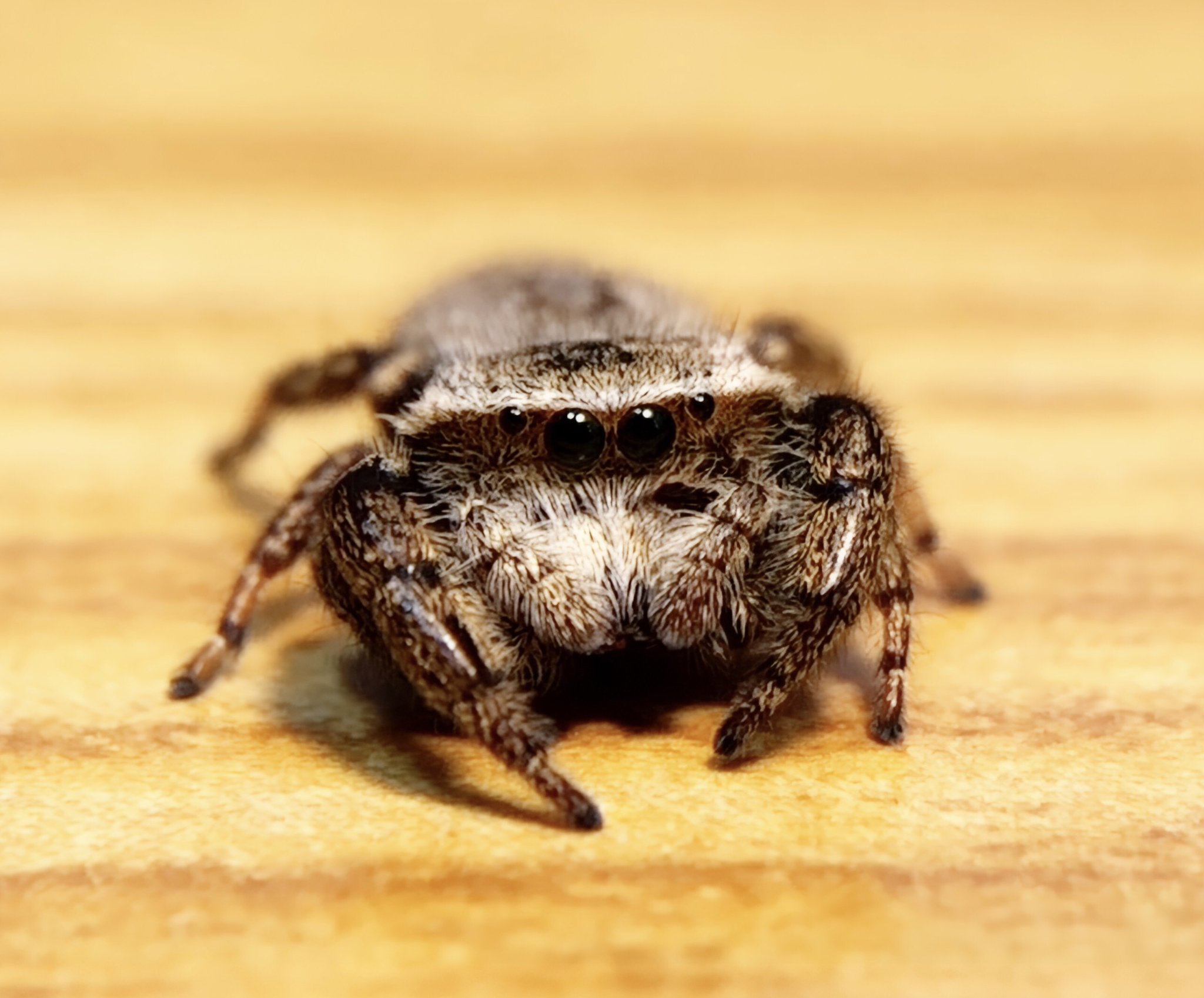 ハエトリグモちゃん on X: 