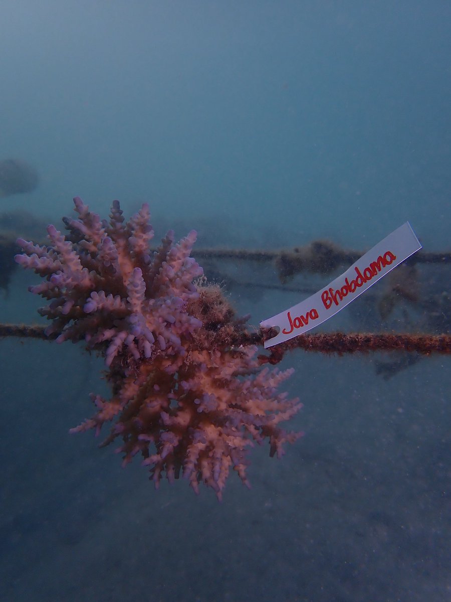 astonorthiveva's tweet image. hope this baby coral will grow up and be a safe home for fish🤏🏻💖

#Java20thChapter #javabh @javabh28