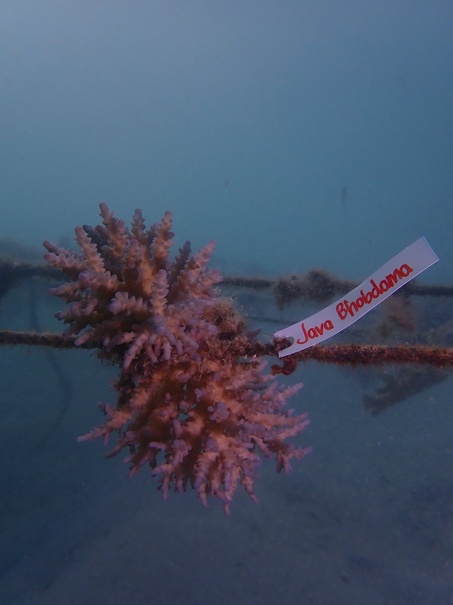 astonorthiveva's tweet image. hope this baby coral will grow up and be a safe home for fish🤏🏻💖

#Java20thChapter #javabh @javabh28
