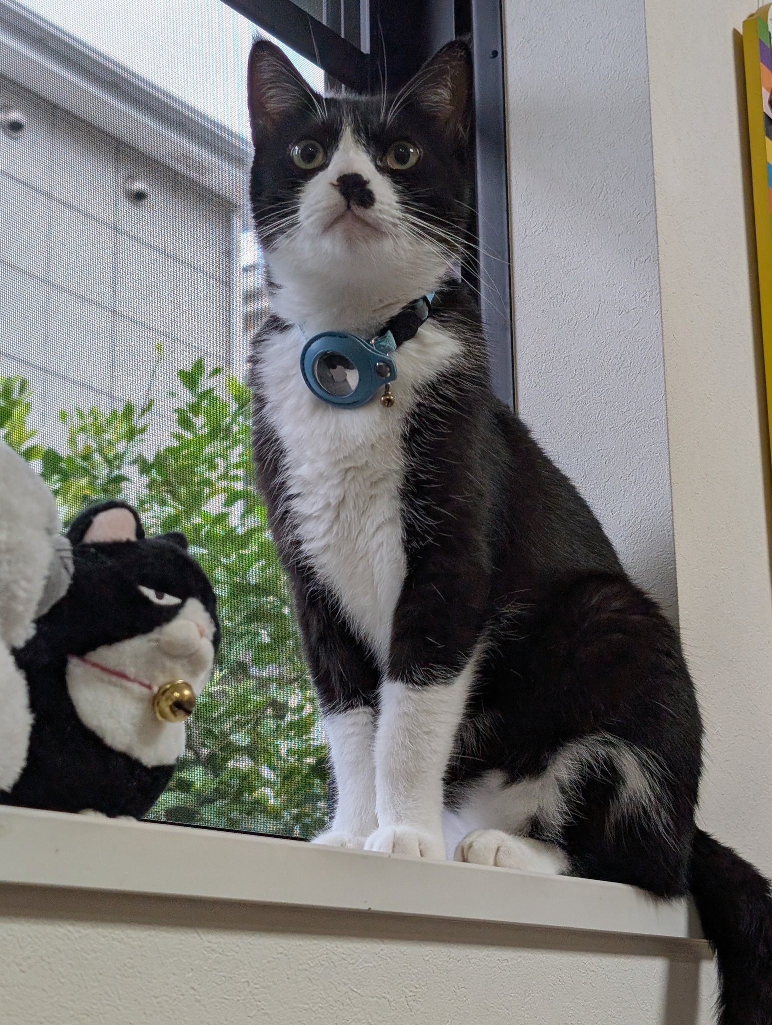 鳥猫 on X: 