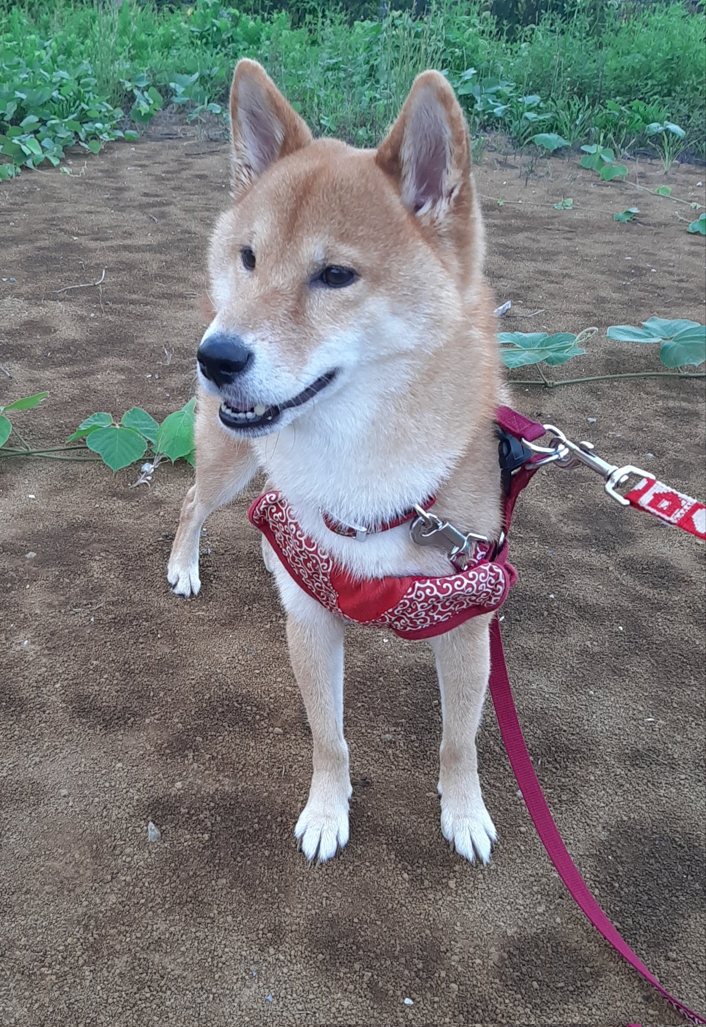 茶しばきいぬ maxresdefault.jpg