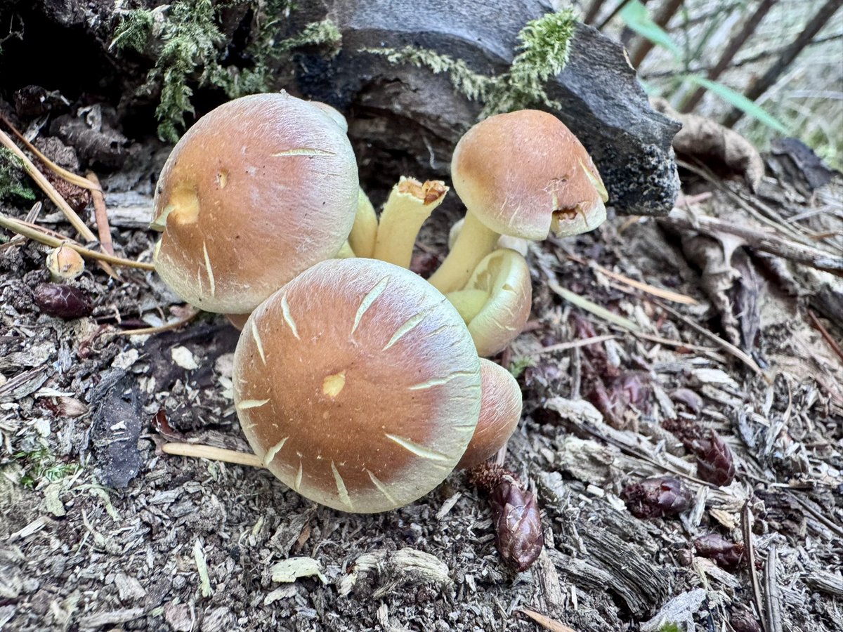 Lovely walk around Tiddesley Wood &amp; Stocken Orchard today. Lovely Fungi, flowers, cider apples and autumn leaves… #Pershore #Worcestershire #cider #Fungi