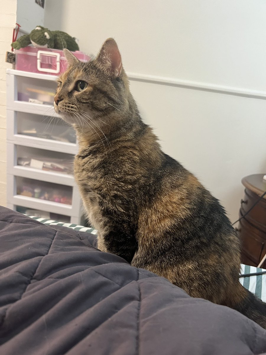 marble 🎱🐝 tweet media