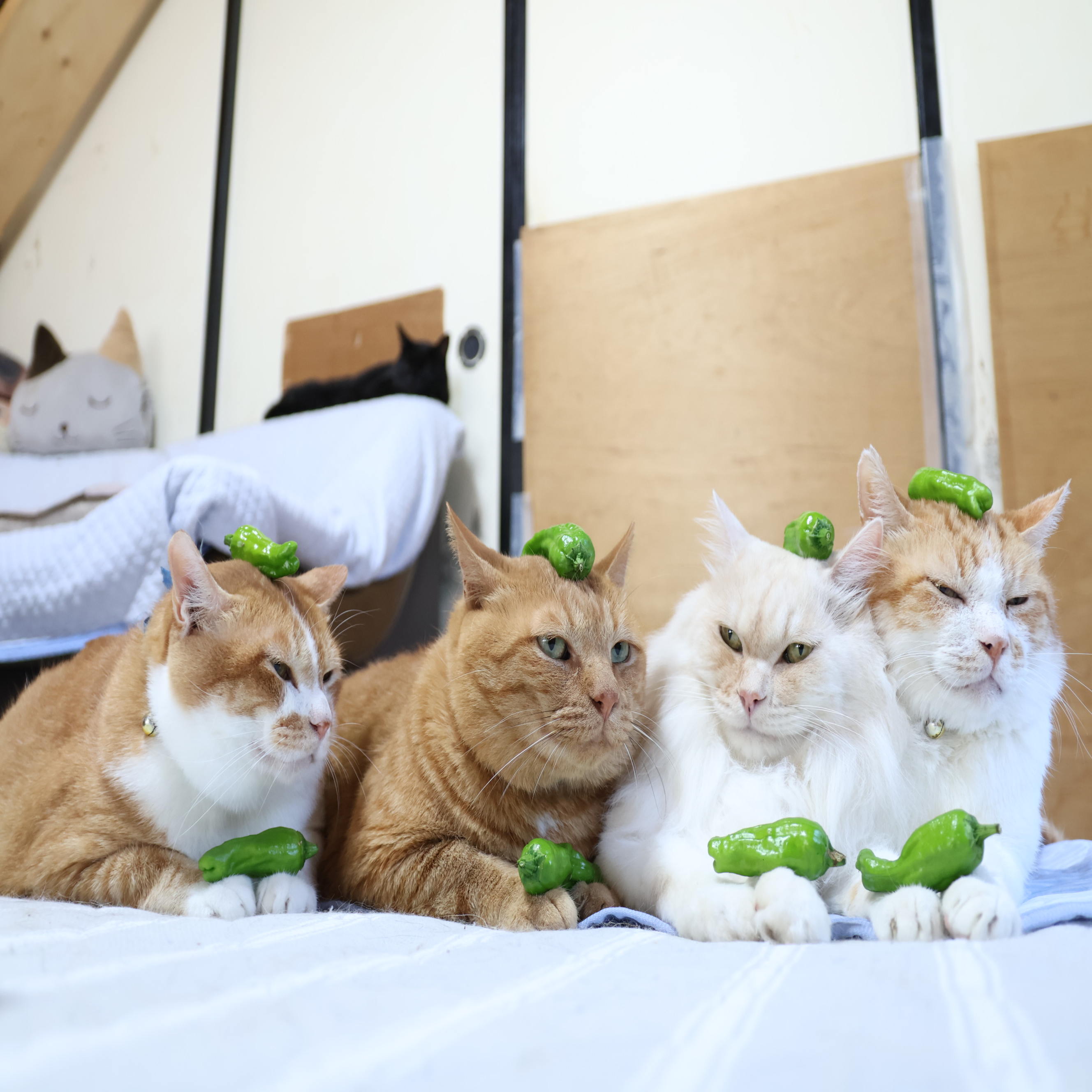 かご猫 blog on X: 
