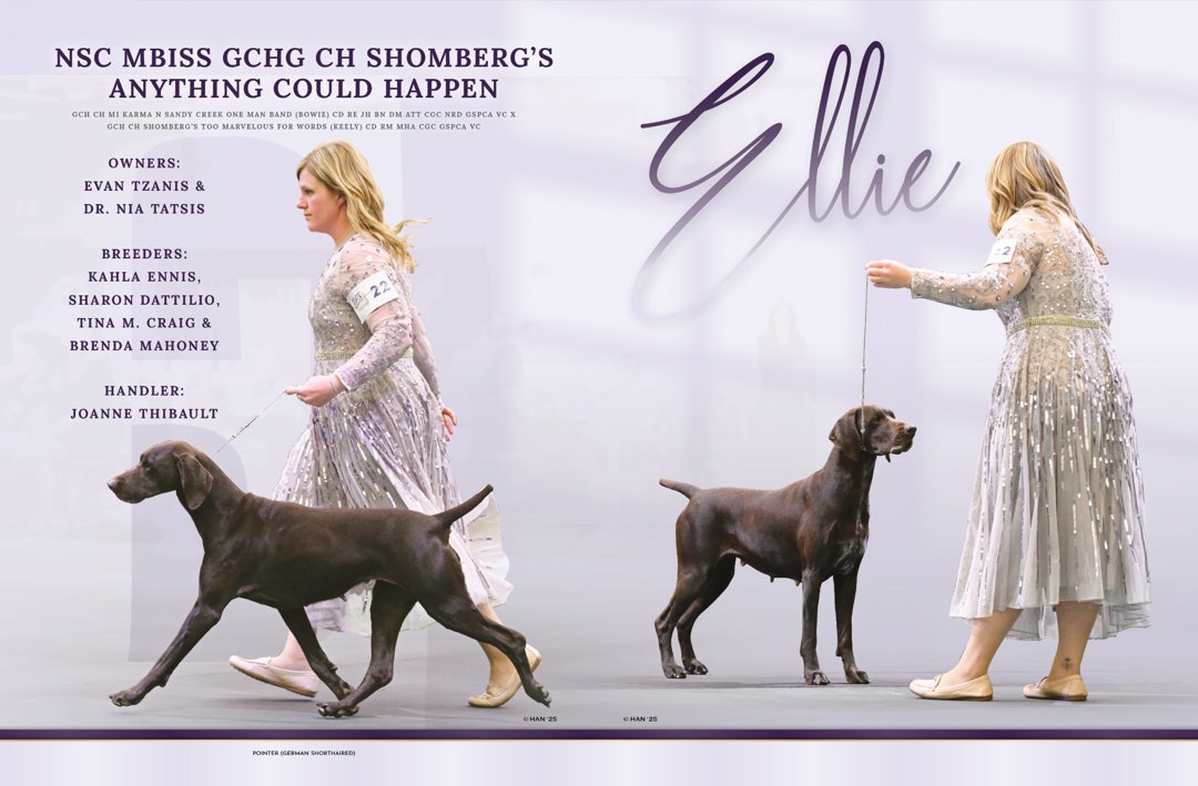 Showsight's tweet image. NSC MBISS GCHG CH SHOMBERG’S ANYTHING COULD HAPPEN

Hello, Ellie💜

OWNERS:
EVAN TZANIS &amp;amp; DR. NIA TATSIS

BREEDERS:
KAHLA ENNIS, SHARON DATTILIO, TINA M. CRAIG &amp;amp; BRENDA MAHONEY

HANDLER:
JOANNE THIBAULT

showsightmagazine.com/dog-breeds/ger…

#germanshorthairedpointer #showsightmag