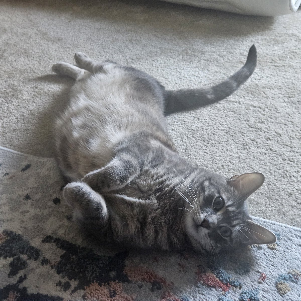 AP5sugarcan's tweet photo. @catsareblessing https://t.co/hyMpTpacPL