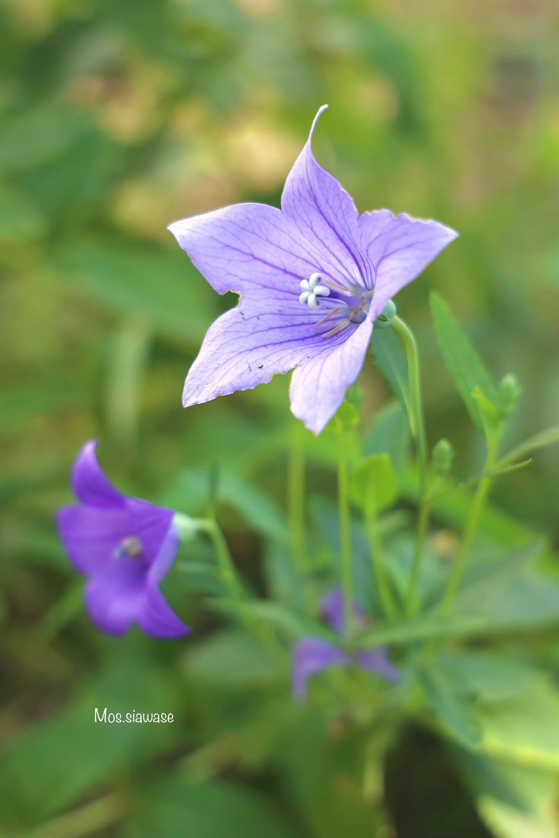 桔梗です(*´꒳`*) 桔梗✨