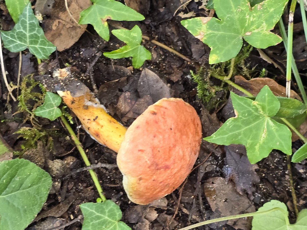 Natura...
