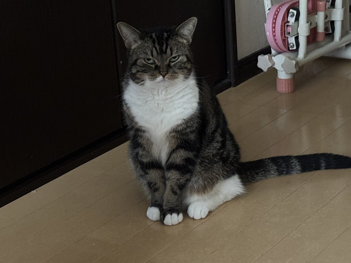 やまねこ♡　他の方はコメントお控えください=(^.^)= あきやま🫜 on X: 